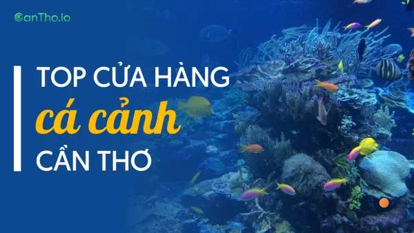 Top 10 cửa hàng cá cảnh Cần Thơ đẹp và chất lượng nhất