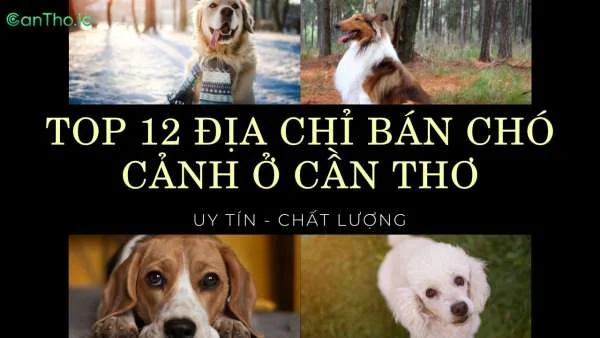 Checklist 12 địa chỉ bán chó cảnh Cần Thơ uy tín