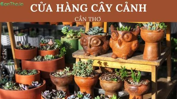 Top 10 cửa hàng cây cảnh Cần Thơ đẹp ngất ngây