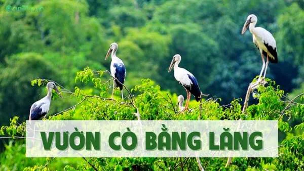 Vườn cò Bằng Lăng - Kinh nghiệm và review chi tiết nhất (2022)