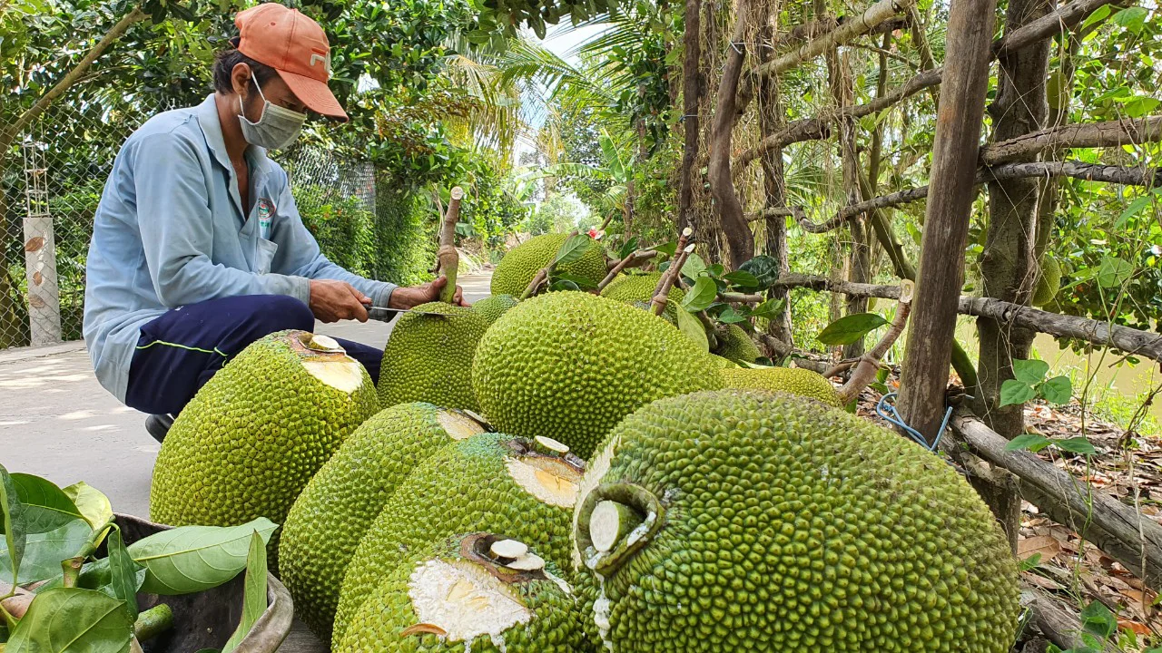 Trái cây Cần Thơ chất lượng