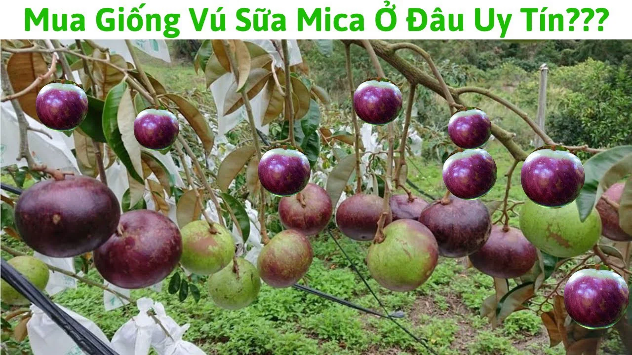 Mua vú sữa ở đâu?