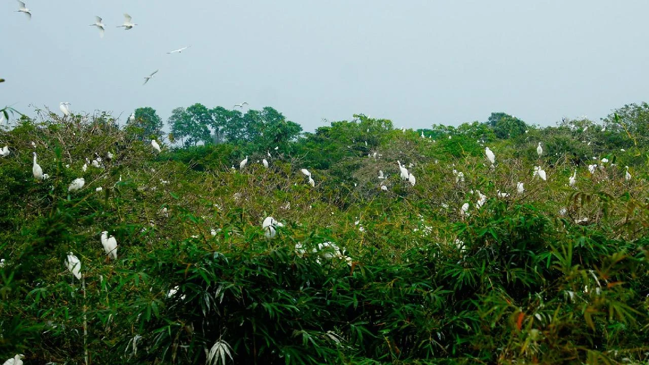 Địa chỉ vườn cò Bằng Lăng