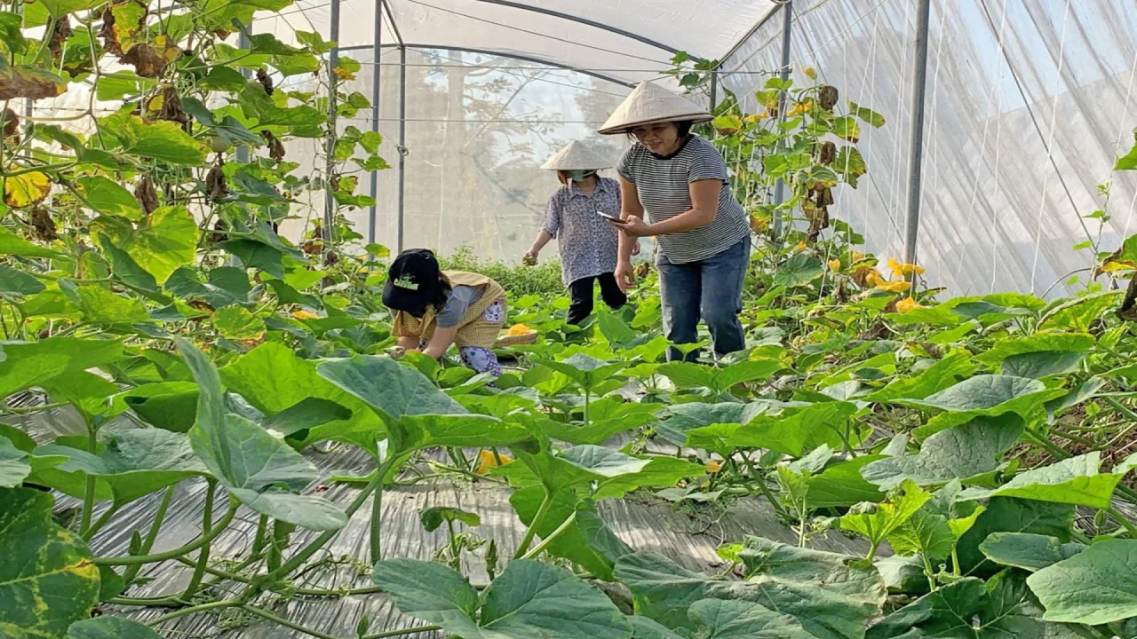 Hoạt động tại Cần Thơ Farm